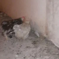 کوشین|حیوانات مزرعه|رامند, |دیوار