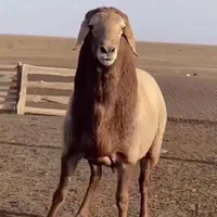 گوسفند زنده با قصاب