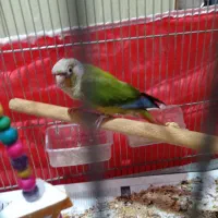 طوطی گرینچیک اهلی دستی