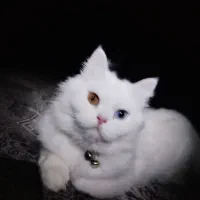گربه نژاد دار|گربه|یزد, |دیوار