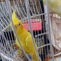 عروس هلندی