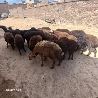 گوسفند شیشیک