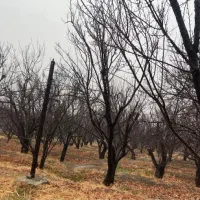 باغ-خام-شهریار-کردزار-کاسبی