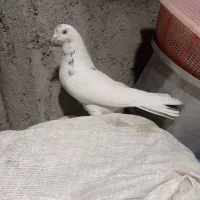 کبوتر پرشی|پرنده|مشگین شهر, |دیوار