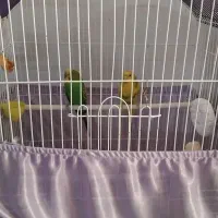 یک جفت مرغ عشق باقفس