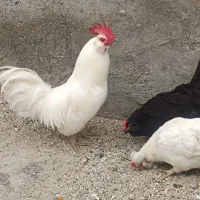 مرغ و خروس پاکر