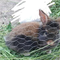 بچه خرگوش لوپ اهلی و بامزه و جلف