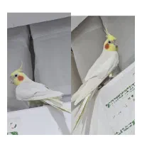 عروس هلندی نر