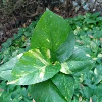 پتوس سبز ابلق نشایی|گل و گیاه طبیعی|گتاب, |دیوار