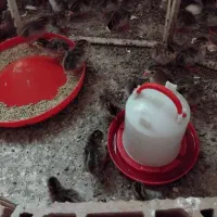 جوجه شاخدار / جوجه اردک خارجی