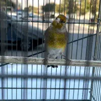 سره قناری مست|پرنده|کهریزک, |دیوار