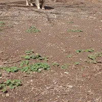 سگ پا کوتاه