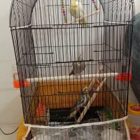 عروس هلندی|پرنده|مشهد, قائم|دیوار