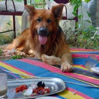 سگ نگهبان ژرمن نر