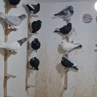 نر سوراخ|پرنده|چترود, |دیوار