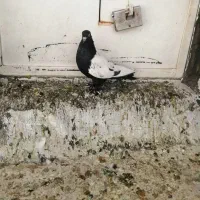 سینه زرد|پرنده|شیراز, شهرک گلها|دیوار