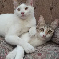 واگذاری سرپرستی گربه|گربه|اردبیل, |دیوار
