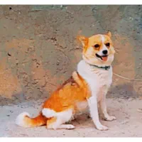 فروش پاکوتاه