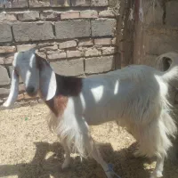 بزه ماده یک سال جوان 21میلیون