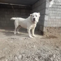 واگزاری‌سگ‌آلابا‌روسی