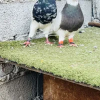 جفت طوقی زرین الماسی