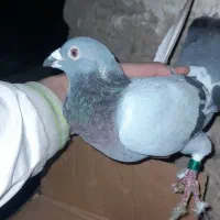 مسافتی|پرنده|اهر, |دیوار