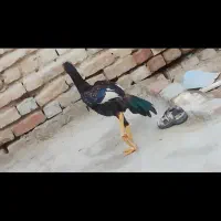 پرنده