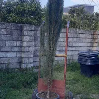 سرو شیراز جعبه ای