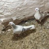 جفت عمری|پرنده|سبزوار, شهرک جهاد|دیوار