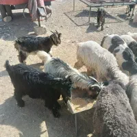 بیگ نر فروشی|حیوانات مزرعه|لالی, |دیوار