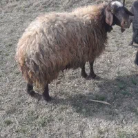 میش چاق جوان