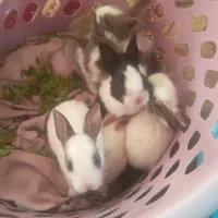 خرگوش کوچولو