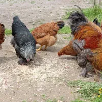 خروس و مرغ برهمایی