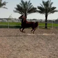 مادیون نژاد عرب ترکیه اصل آبستن|اسب و تجهیزات اسبسواری|برازجان, |دیوار