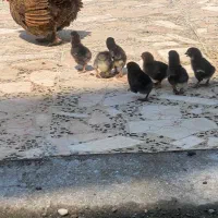 جوجه منیاطوری