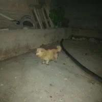 پاکوتاه
