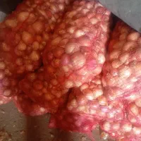 پیاززردفلات