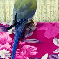 ملنگو کبالت تراکوییس