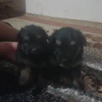 سگ نر نژاد چیگو