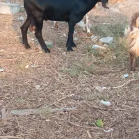 کهره نر