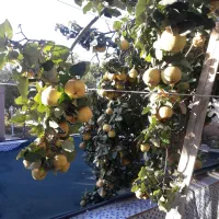 میوه ارگانیک..میوه  به  شهرستان  اراک|خوردنی و آشامیدنی|تهران, شهرک شهید باقری|دیوار