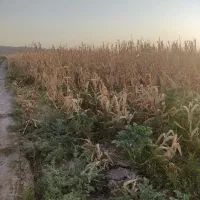 ذرت دانه ای