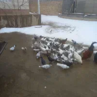 کفتر پرشی|پرنده|سردرود, |دیوار