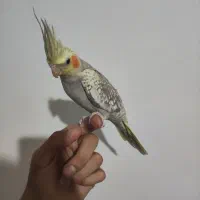 عروس هلندی تازه دونخور