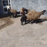 میش بره دار