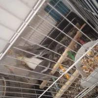 عروس هلندی جوجه