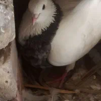 کبوتر طوقی