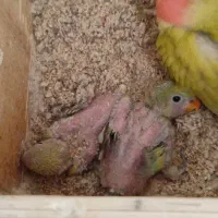 دوجفت پرنده|پرنده|شیروان (خراسان), |دیوار