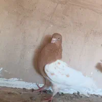 کبوترمتن وبخون