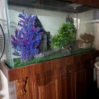 فروش آکواریوم چوبی کاملا نو با وسایل داخلش|ماهی|تهران, قصر فیروزه ۲|دیوار